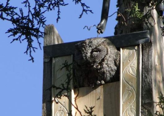 owl in birdhouse